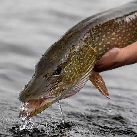 Avatar von Die Hechte im Karpfenteich