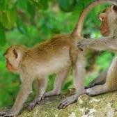 Avatar von Affenmänner